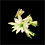 Yellow Easter Cactus